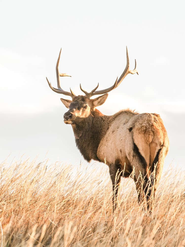 Western Elk