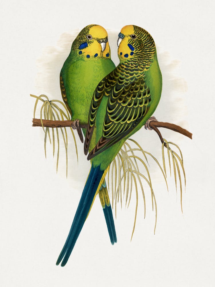 Parakeets