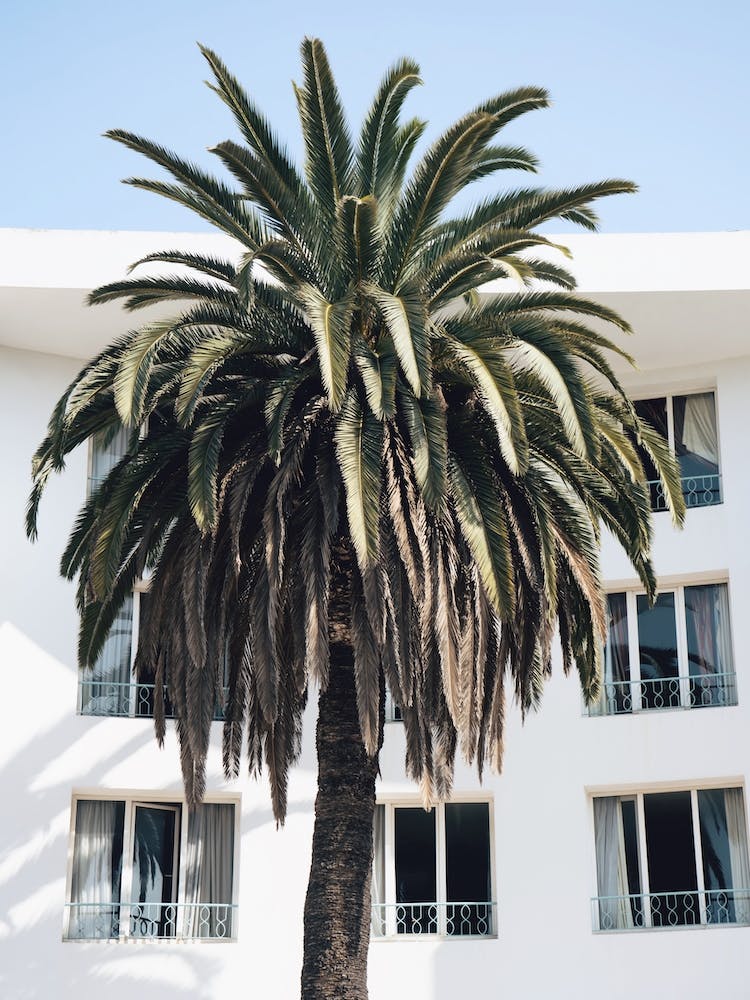 Moroccan Palm Tree