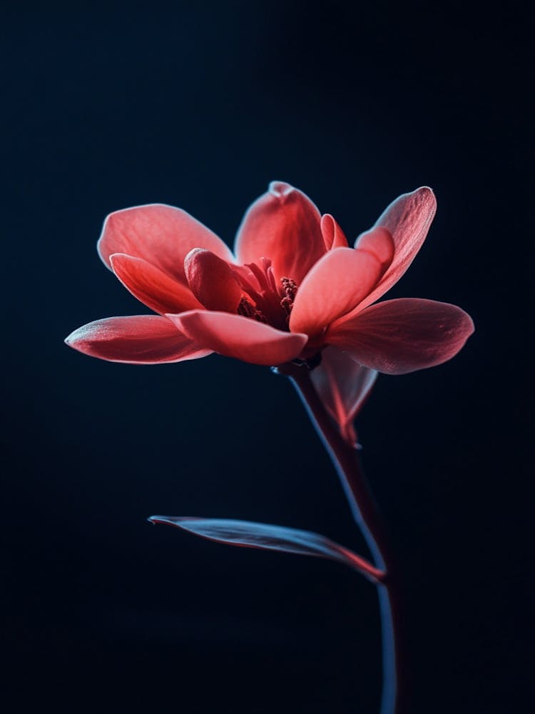 Red Flower