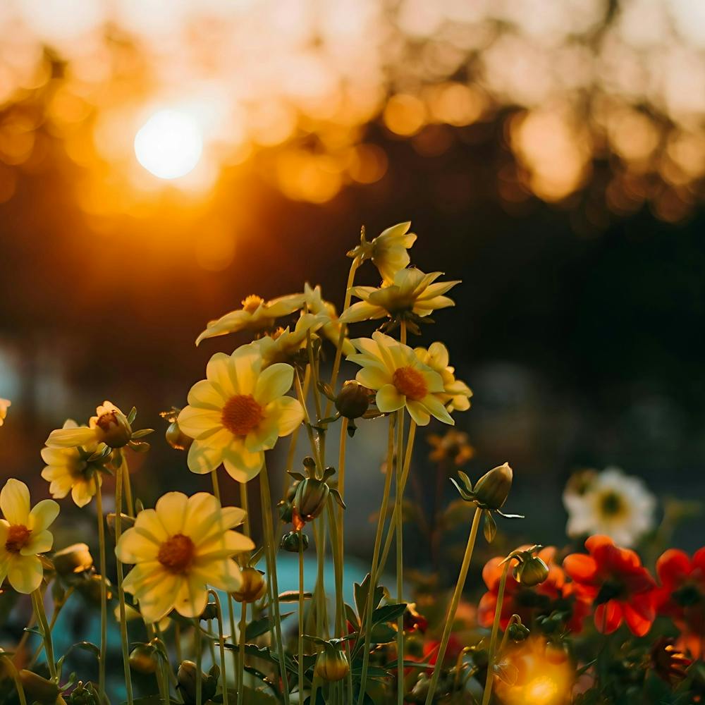 Sunset Flowers 2