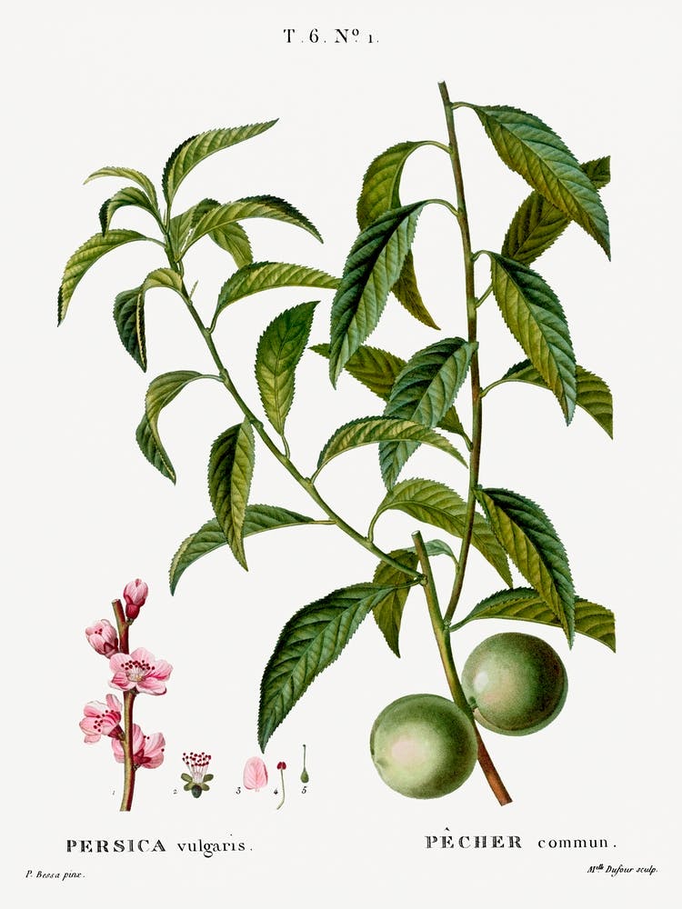 Pfirsich, Pierre Joseph Redoute (2) 1
