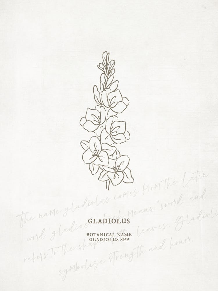 Gladiolus Birth Flower | Antique