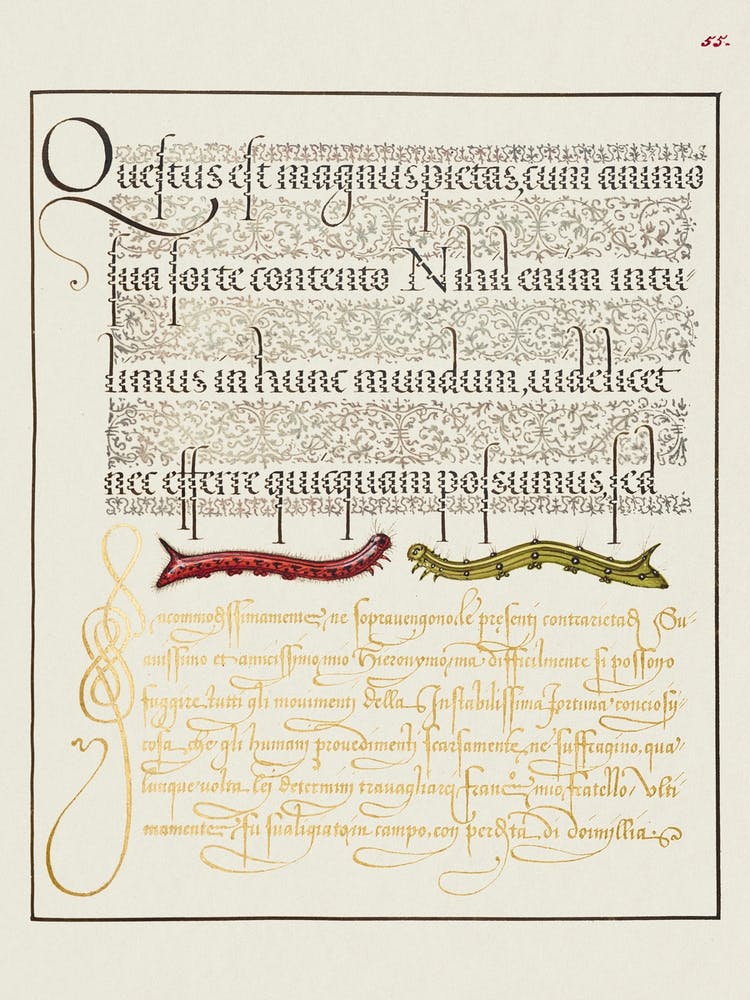 Raupen aus Mira Calligraphiae Monumenta, Joris Hoefnagel (2)