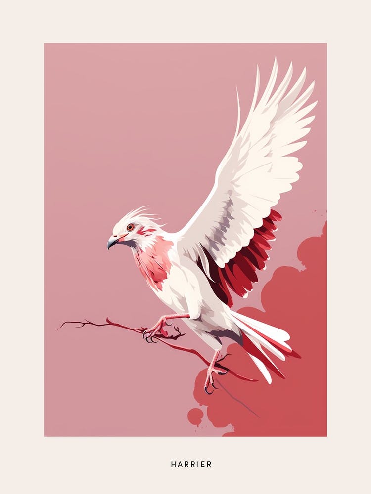 Minimalist Harrier 2 Bird Poster