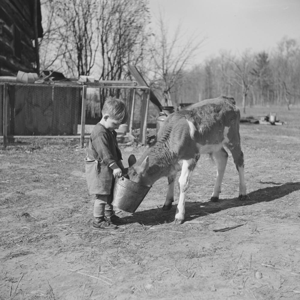 Child Feeding Calf On Farm Near Gibbs City, Michigan By Russell Lee