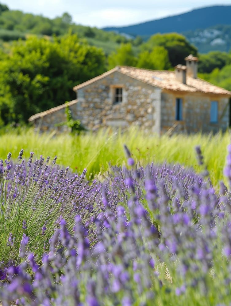 Lavender Field 20