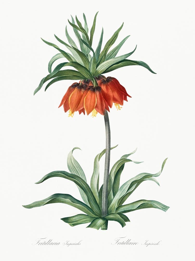 Fritillaries Illustration, Pierre Joseph Redoute