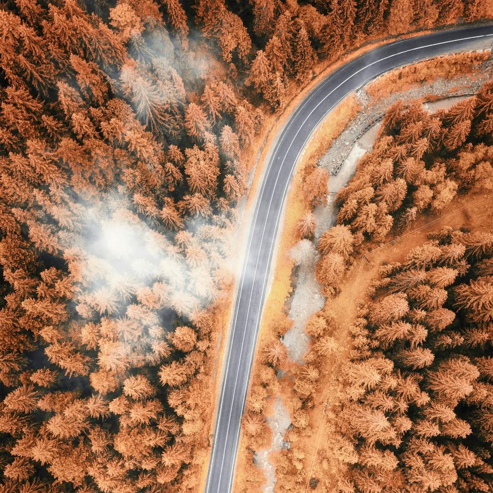 Aerial View Of A Pine Forest Road in Autumn