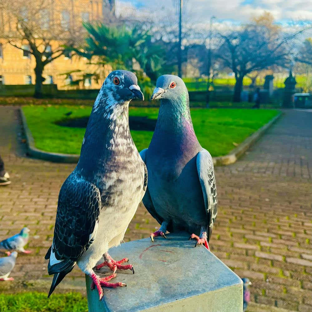 Pigeon In Love