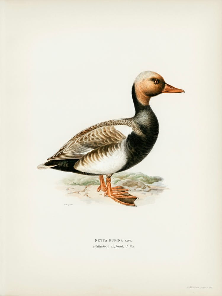 Red Crested Pochard, The Von Wright Brothers