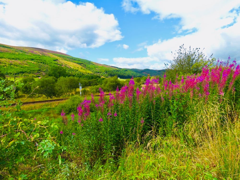 Purple Pink Flowers On A Hillside Scotland Countryside