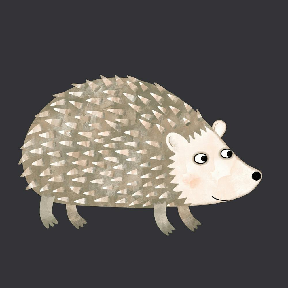 Hedgehog at Night