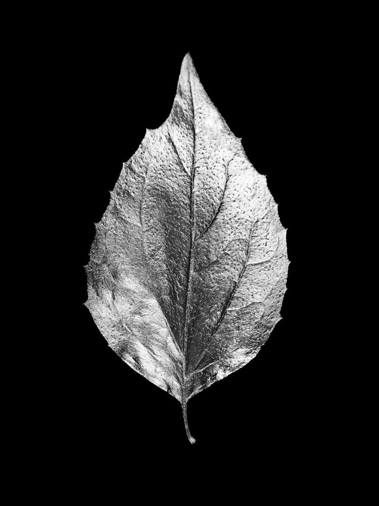 Leaf On A Black Background 1