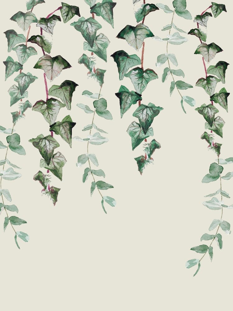 Ivy and Eucalyptus Leaves