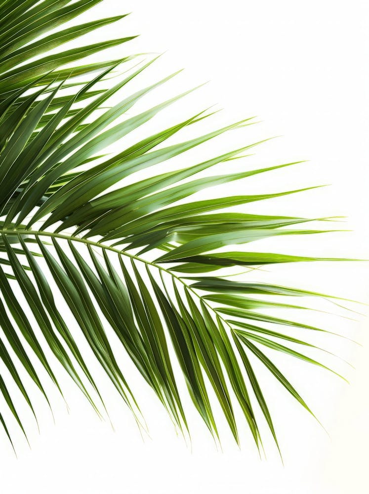 Palm Leaf Isolated On White Background