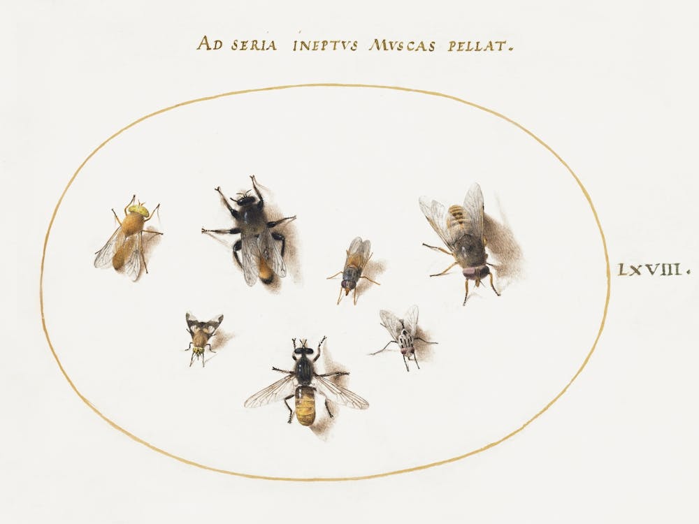 Seven Bees And Flies (1575–1580), Joris Hoefnagel