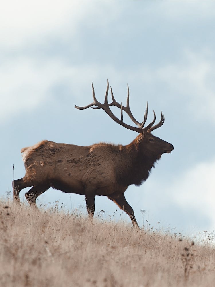 High Prairie Elk