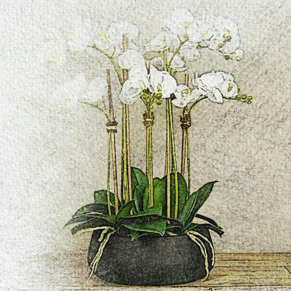 Orchid Art 5
