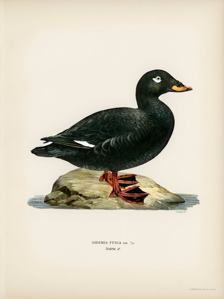 Velvet Scoter Male, The Von Wright Brothers 1