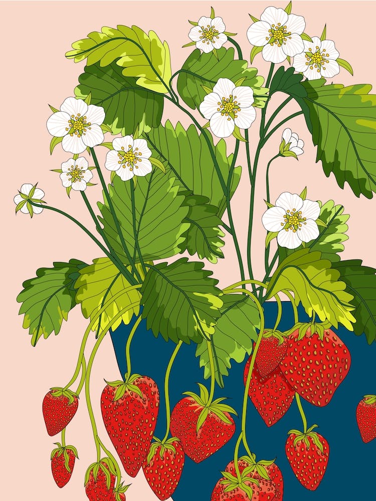 Strawberry Pot