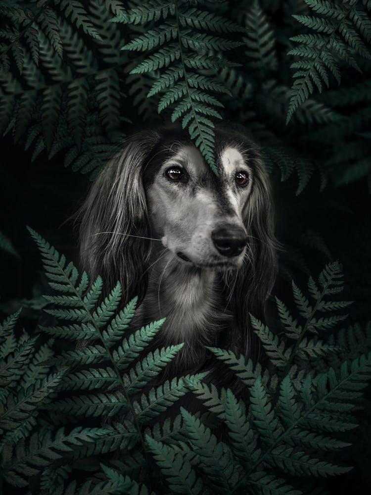 Dog Dachshund In Ferns