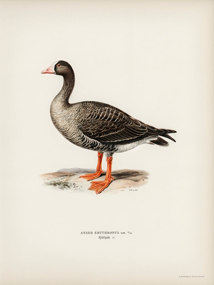 Anser Erythropus, The Von Wright Brothers