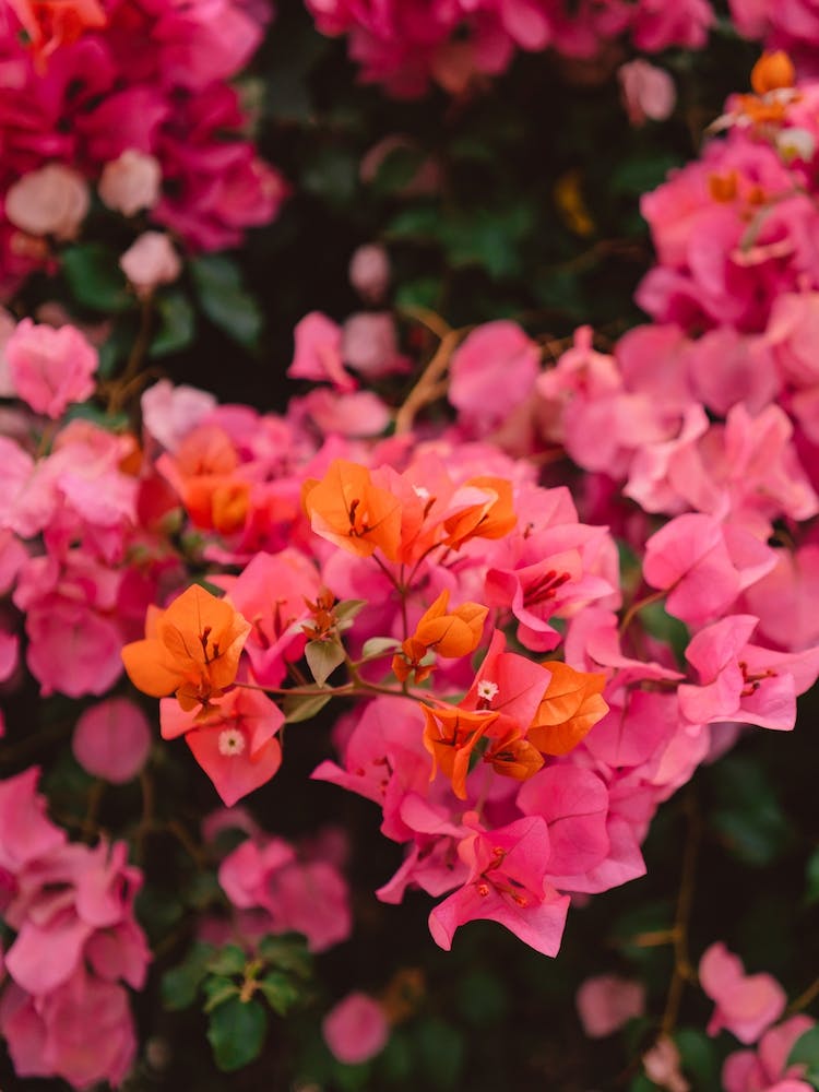 California Blooms XI