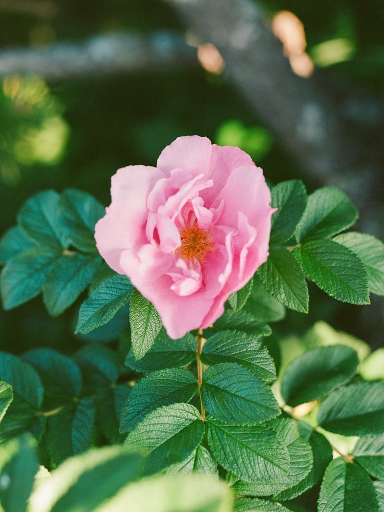 Cannon Beach Blooms VI on Film