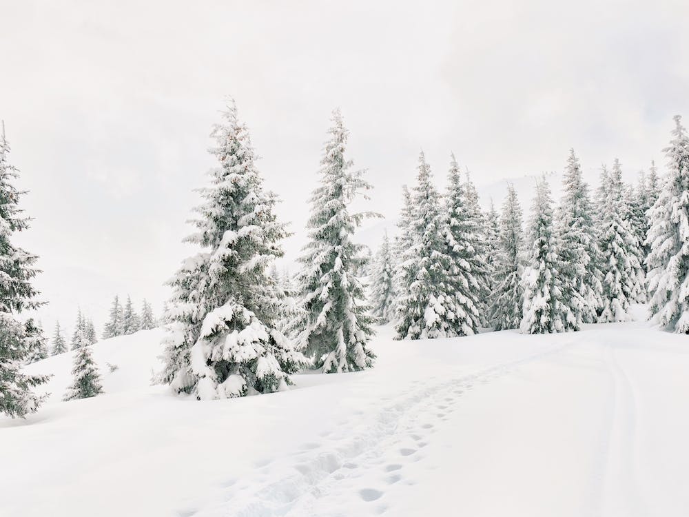Snowy Winter Wonderland