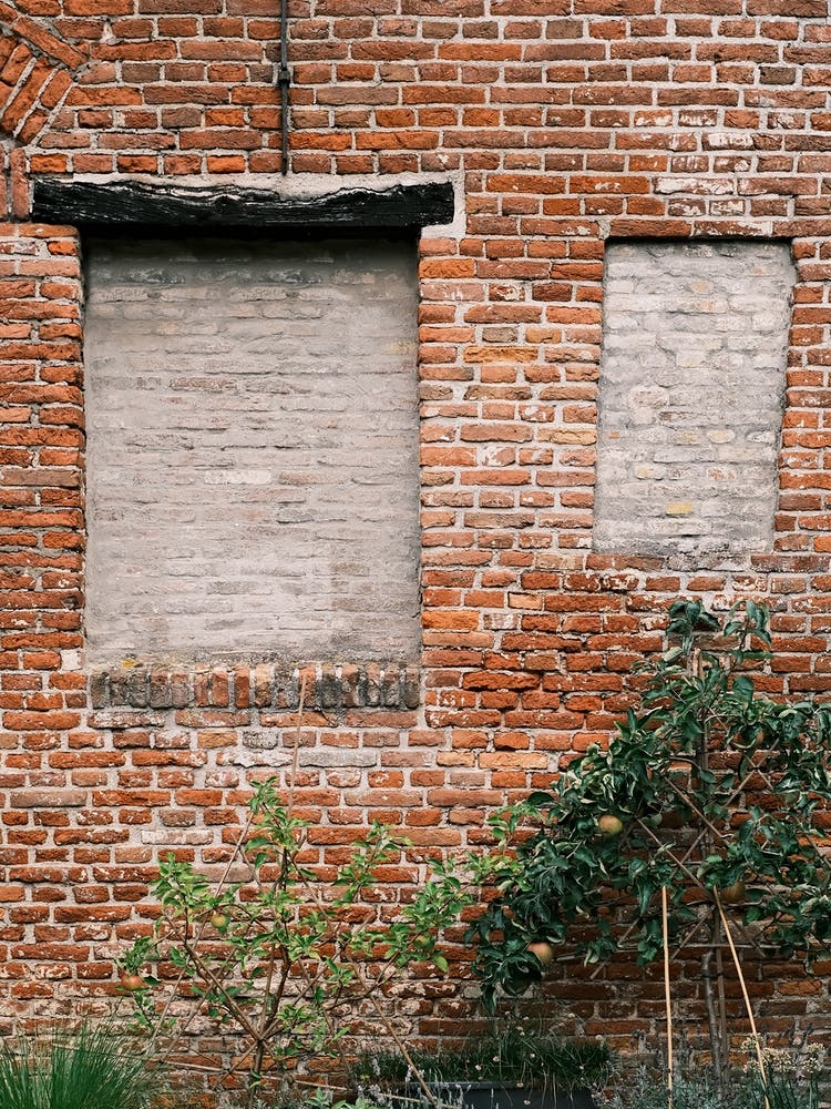 Red brick wall & Apple Tree // Nature Photography