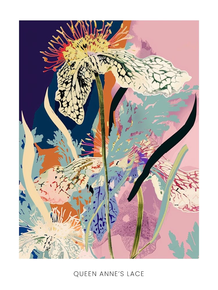 Colourful Flower Illustration Poster Queen Annes Lace 2