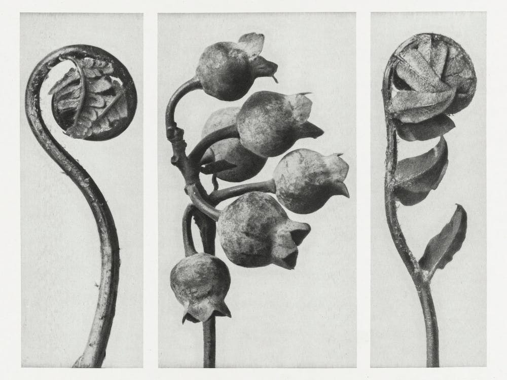 Polypody, Common Or Swamp Blueberry, And Prickly Shield Fern (1928), Karl Blossfeldt