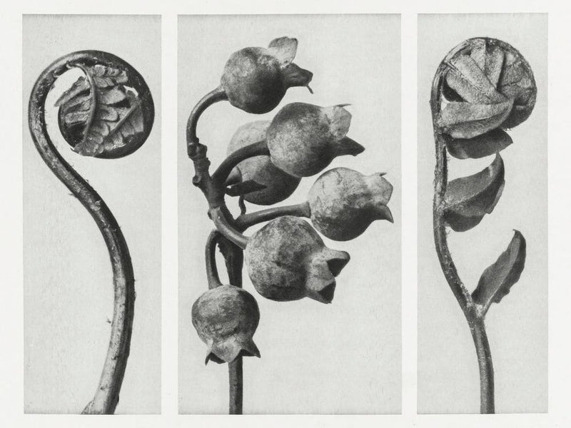 Polypody, Common Or Swamp Blueberry, And Prickly Shield Fern (1928), Karl Blossfeldt