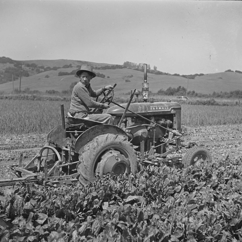 San Benito County, California, Japanese Americans Operating Spinach Harvester While They Wait For Final