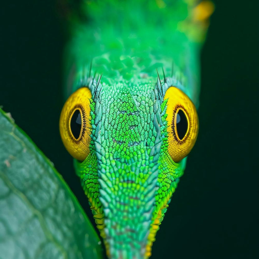Green Iguana