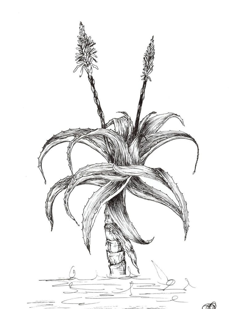 Black and White Aloe with Two Flowers