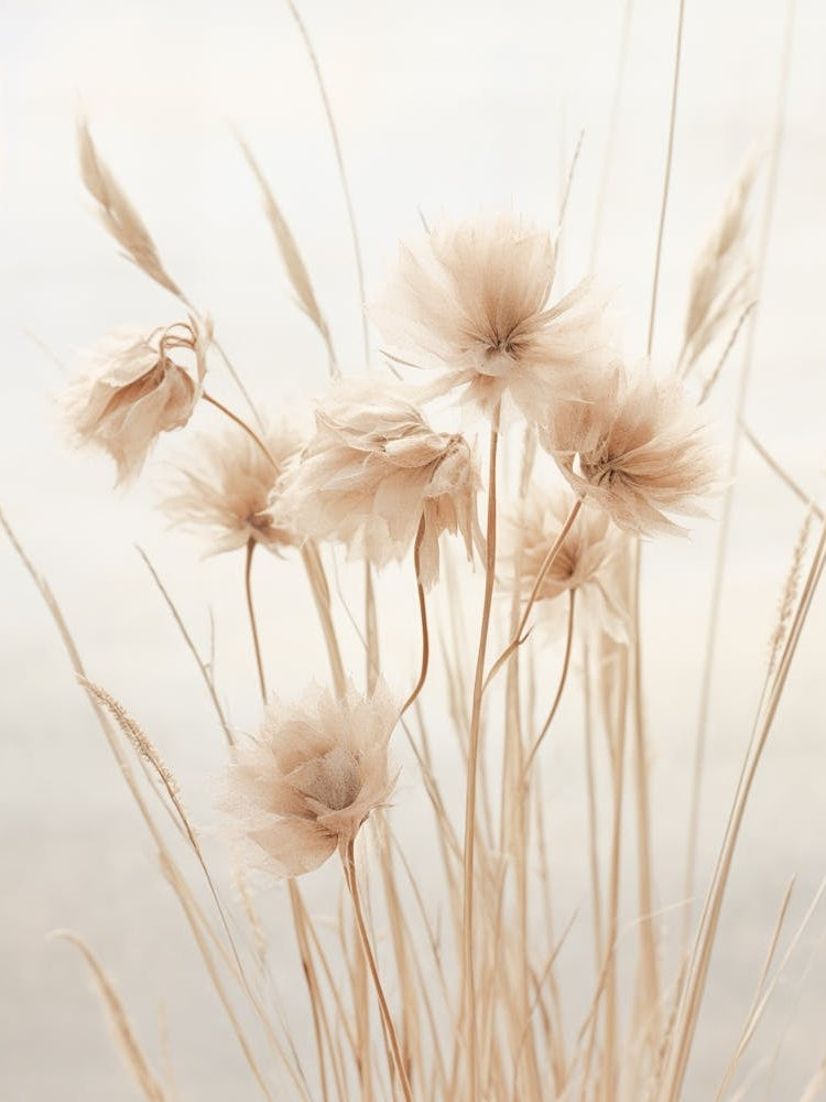 Boho Dried Flowers Cornflower 4