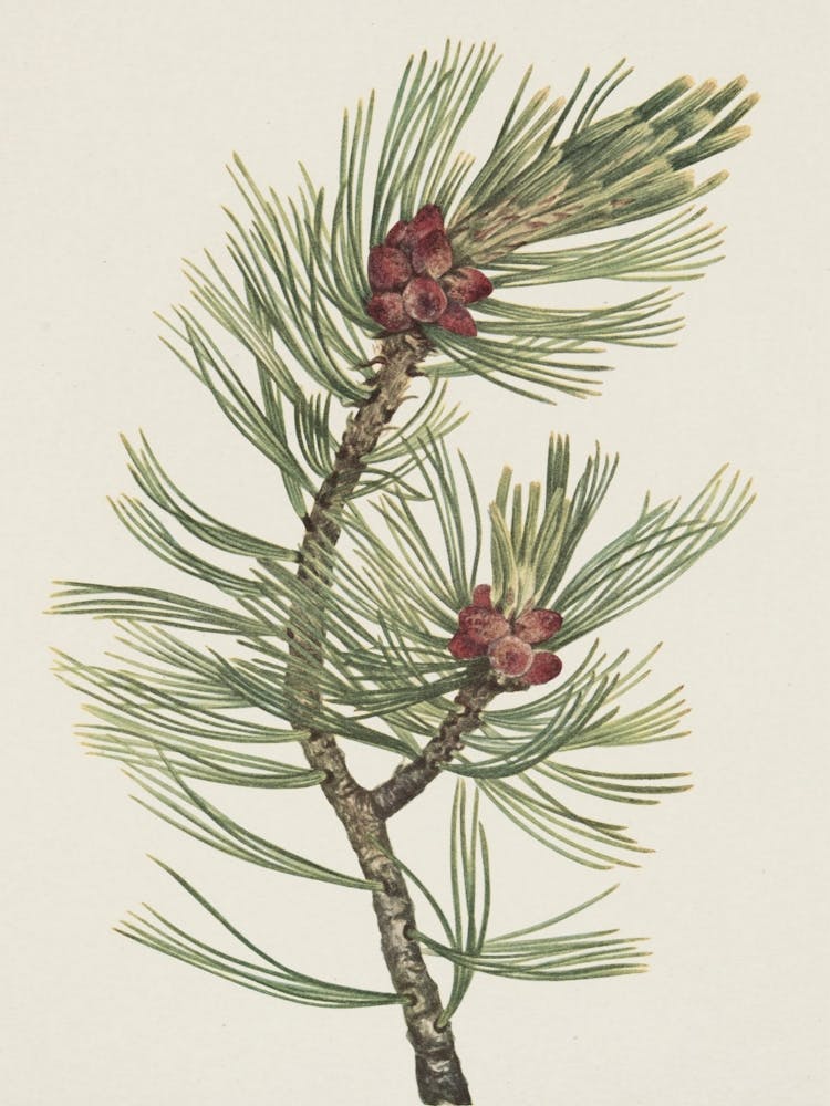 Pine Branch 1