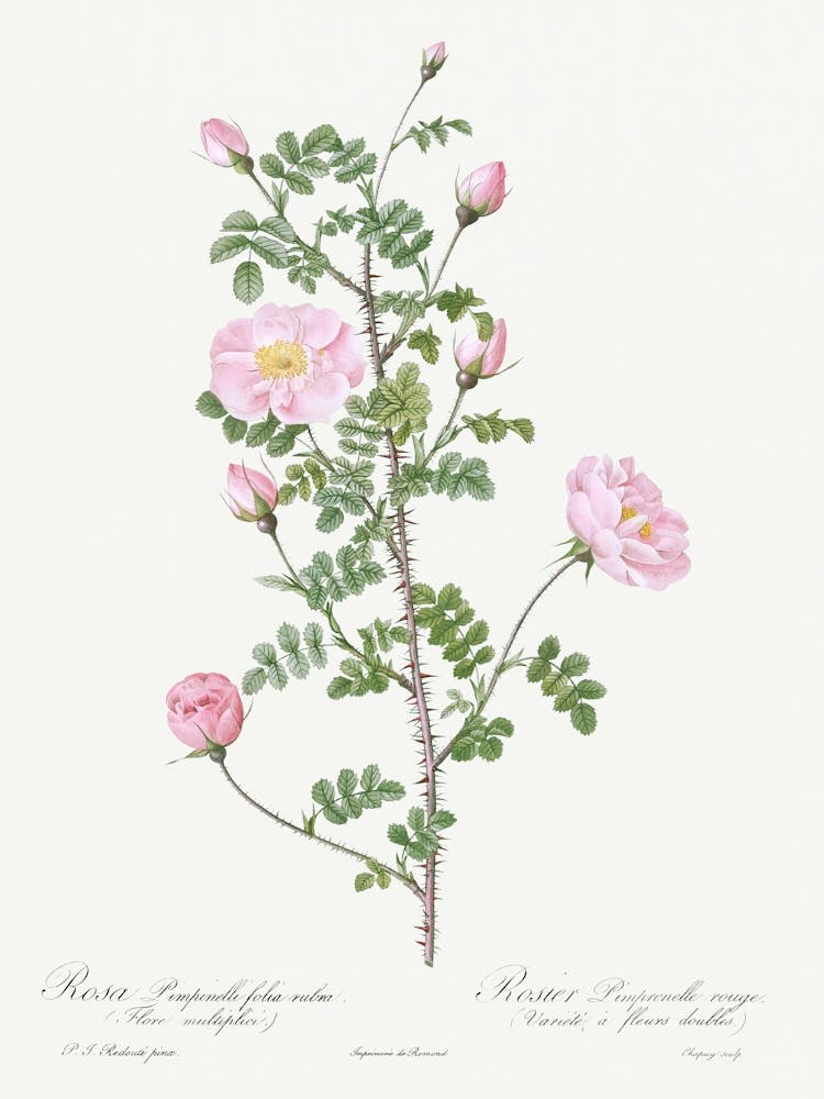 Double Pink Scotch Briar, Pierre Joseph Redoute
