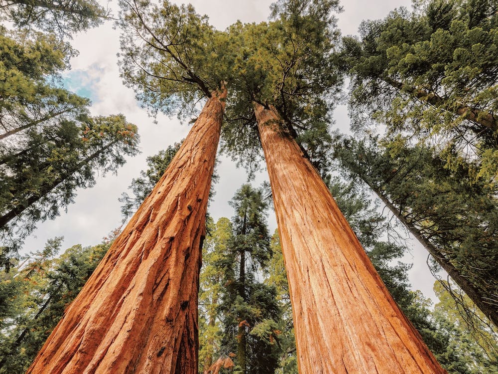 Redwood Trees In California