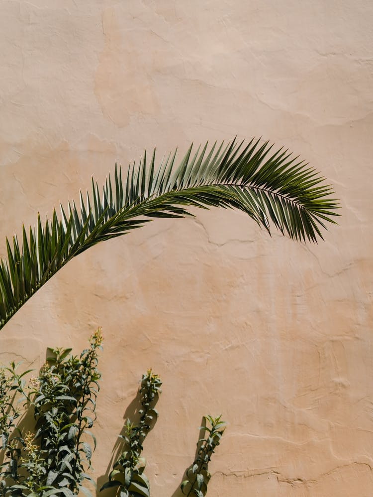 Palm Tree against A beige Wall in Fes, Morocco | Colorful travel photography
