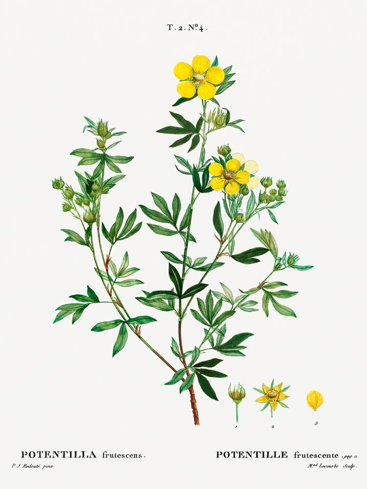 Potentilla Frutescens, Pierre Joseph Redoute