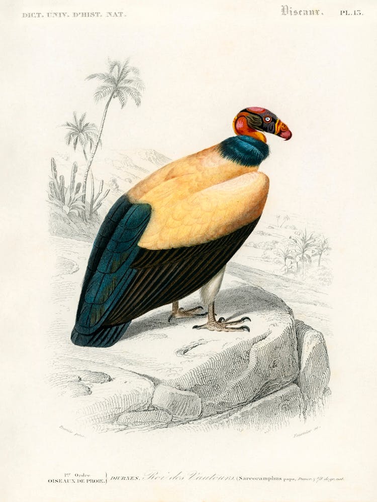 King Vulture (Sarcoramphus Papa), Charles Dessalines D' Orbigny