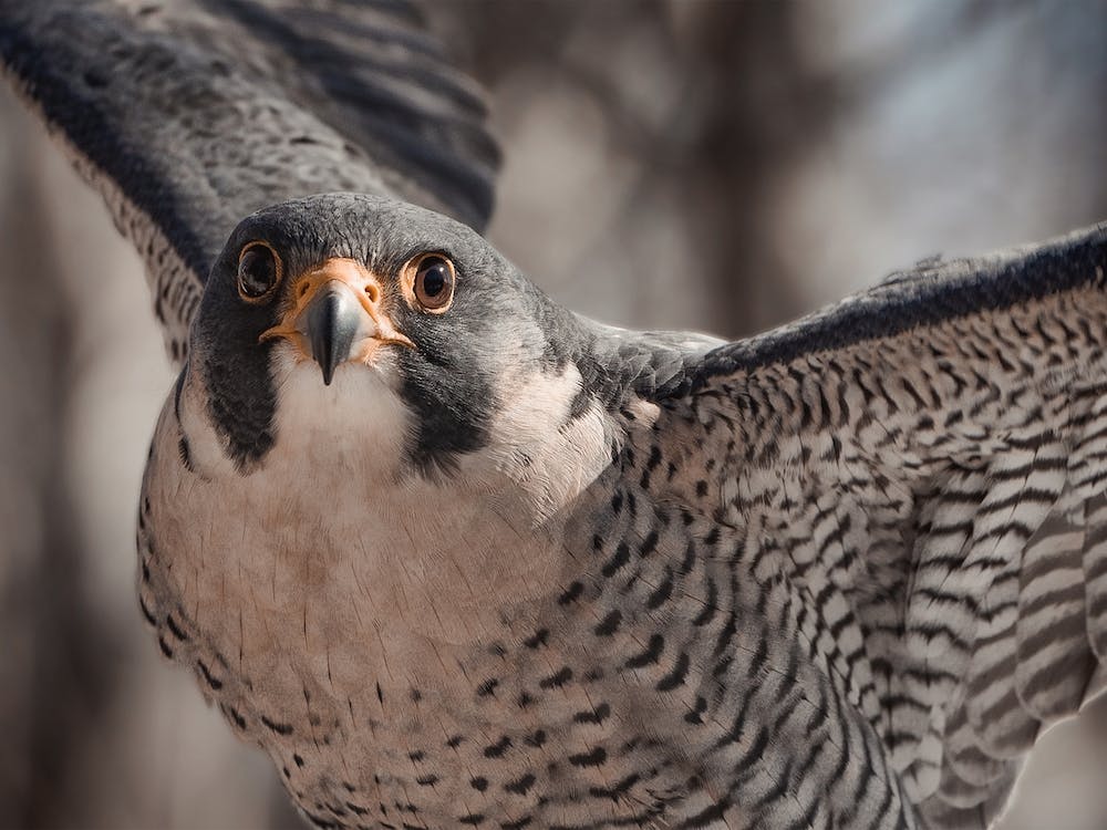 Coopers Hawk Wings