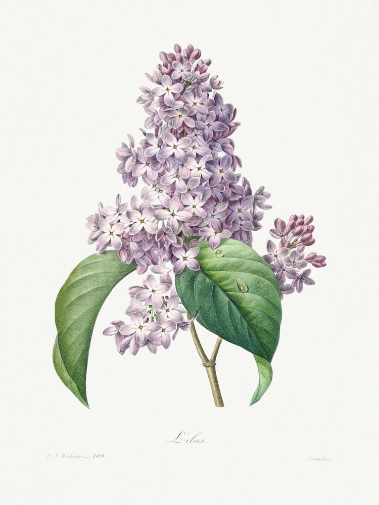 Lilac, Pierre Joseph Redouté