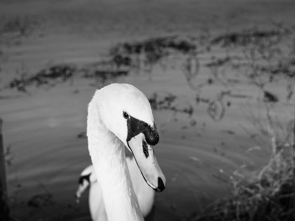 Swan In The Water