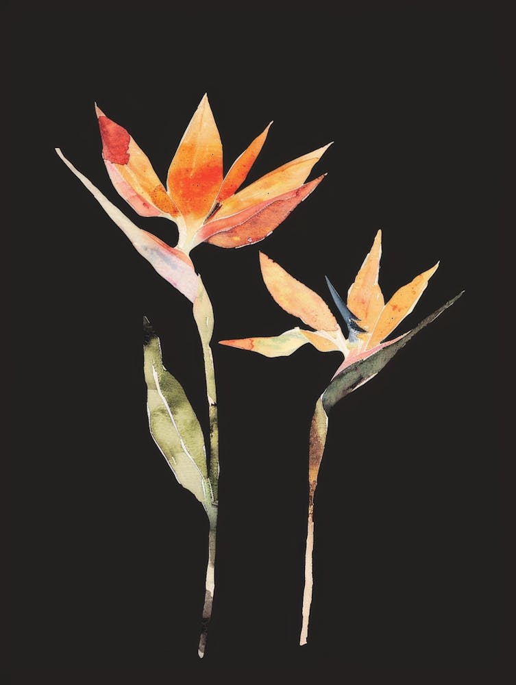 Bird Of Paradise 75