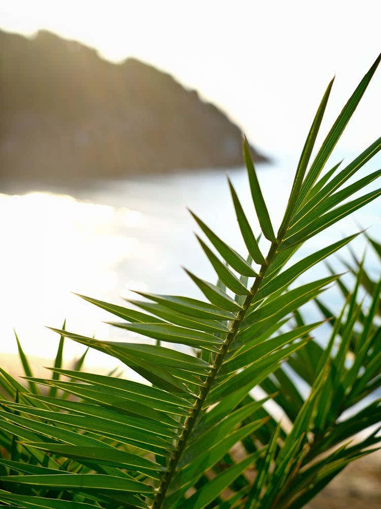 Palm Leaf at The Beach // Ibiza Nature & Travel Photography
