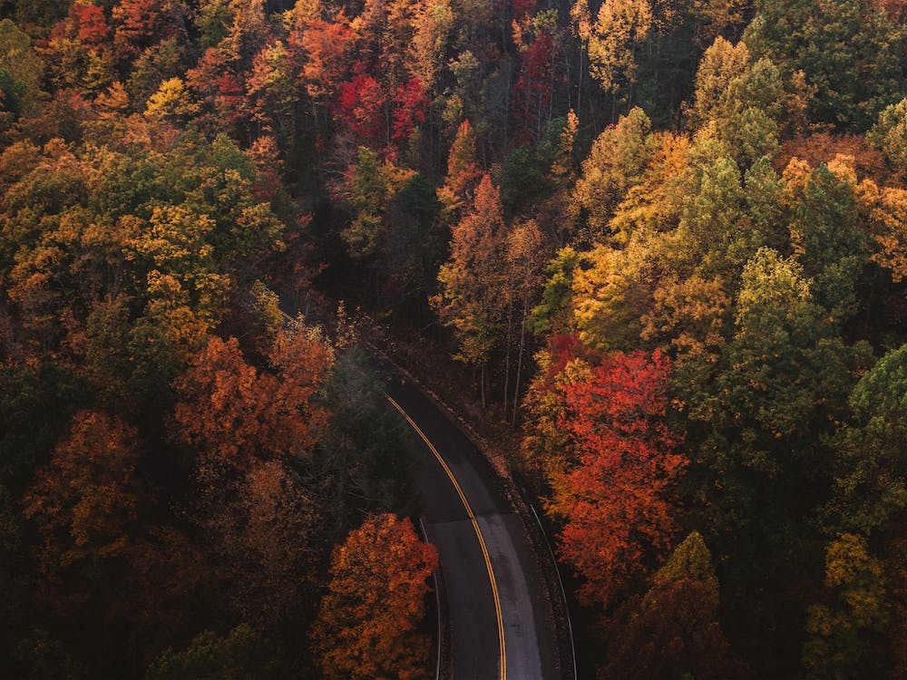 Autumn Forest Road